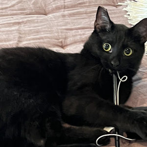 Meet your Posher, Phoebz